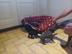Q-litter 3 weeks d